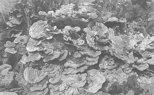 Life en Edge Fine Art print of a coral reef drawn underwater at Coral Bay.Black and white.