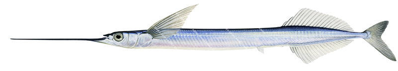 Scientific illustration of a Longfin Garfis,Euleptorhamphus viridus against a white background, colourful and lateral view.
