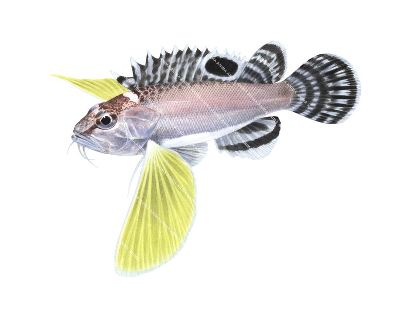 Fish illustration on white background of the Longfin Waspfish,Agistus carinatus side view with its bright yellow pectoral fins.