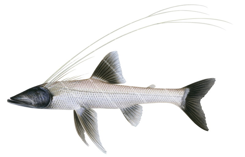 A fish illustration on white background of the Longray Spiderfish,Bathypterois longifilis. The Longray Spiderfish has an elongate, cylindrical body and has elongated rays.