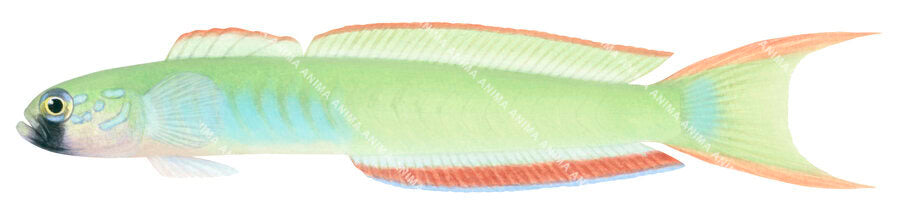 A close up illustration of the Lyretail Dartgoby. The fish has a green, blue and orange colouring.