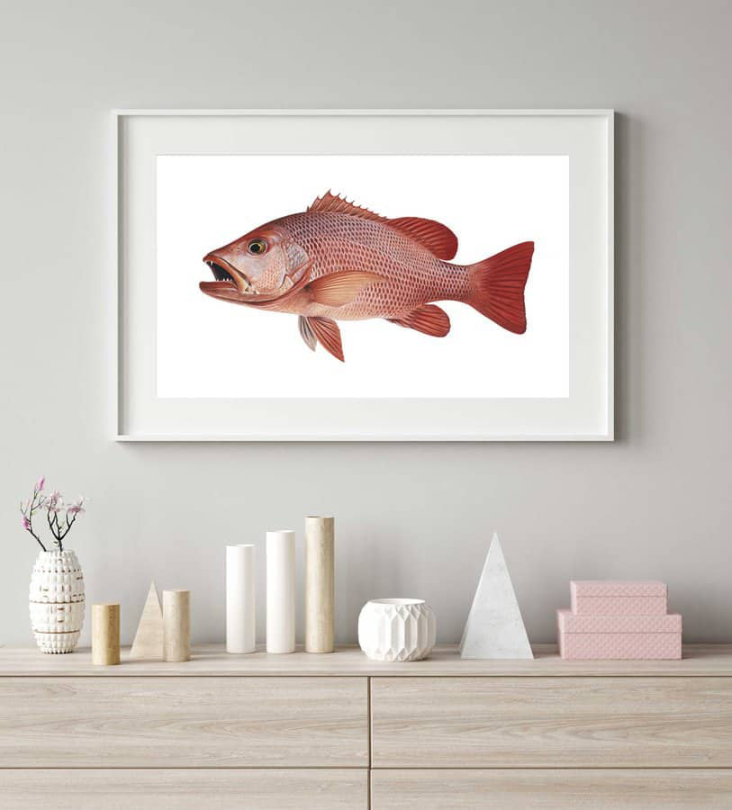 Framed Fine Art print of the Mangrove Jack signed by Roger Swainston