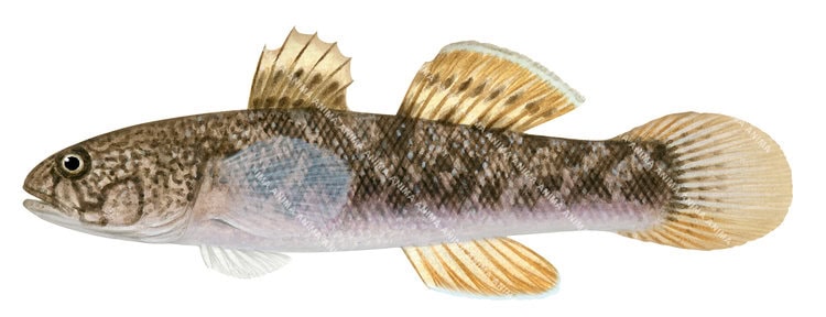 A fish illustration of the Blackspot Mangrove Goby on white background, side view with a mottled brown colour body.