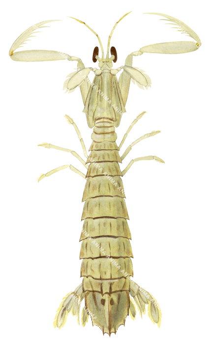 A illustration of a Mantis Shrimp viewed from above on a white background with its yellowish body colour.