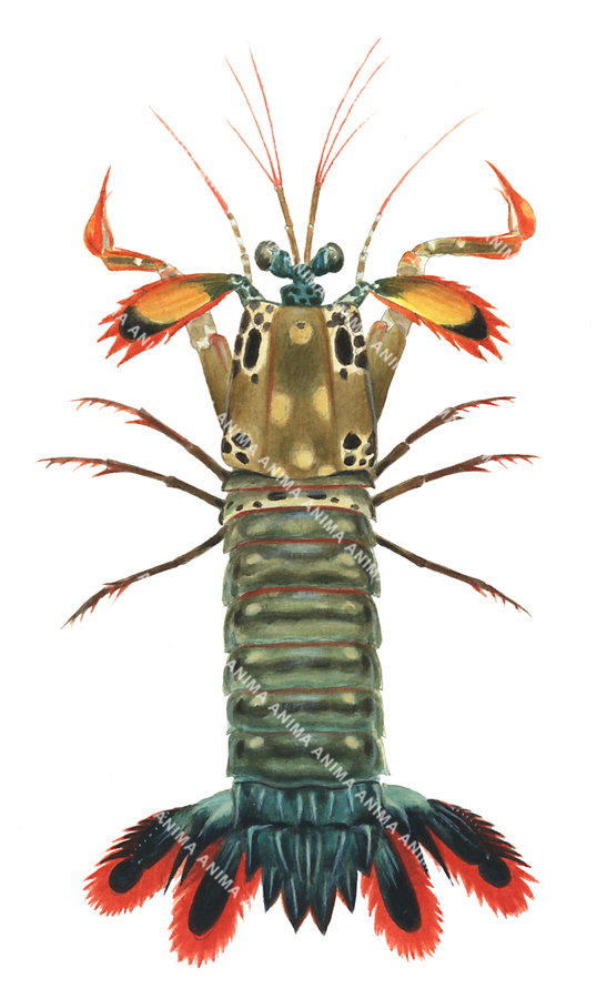 High Quality Fine Art print of the Mantis Shrimp by Roger Swainston.