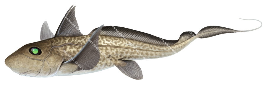 illustration of the Marbled Ghostshark,Hydrolagus marmoratus by Roger Swainston, swimming, side view.