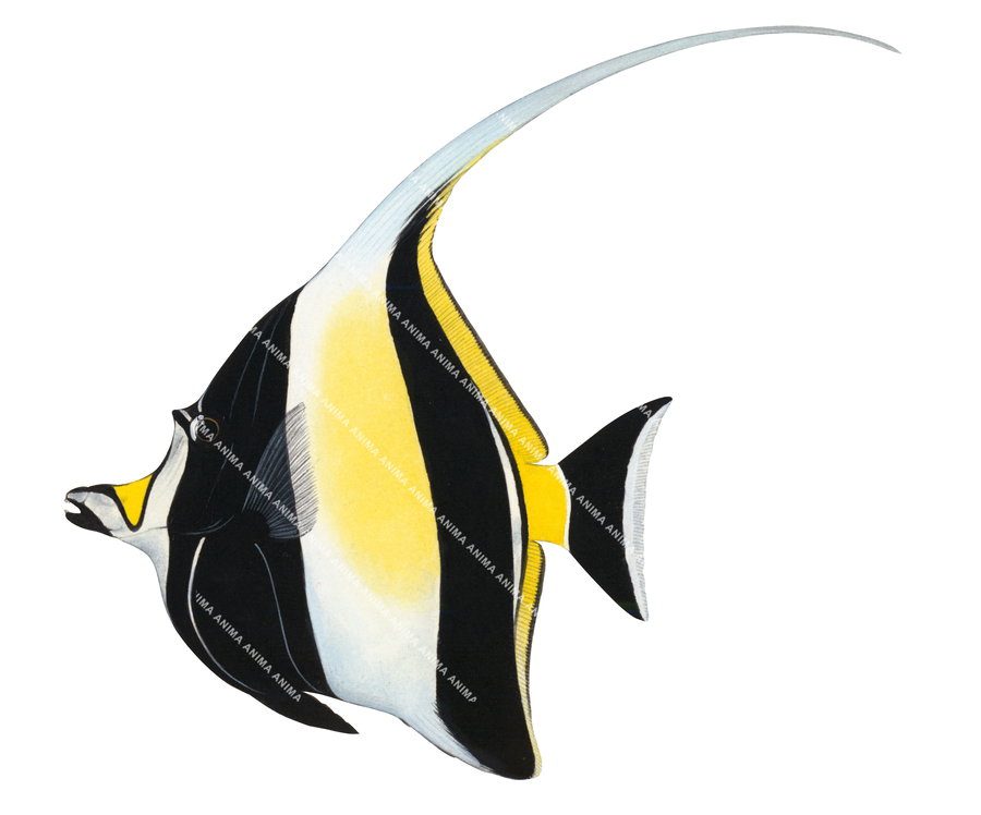Beautiful Fine Art marine life print of the Moorish Idol by Roger Swainston