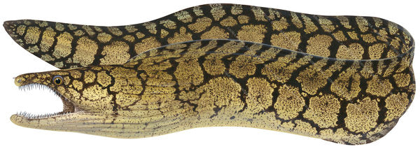 Painting of Mosaic Moray Enchelycore ramosa by Roger Swainston