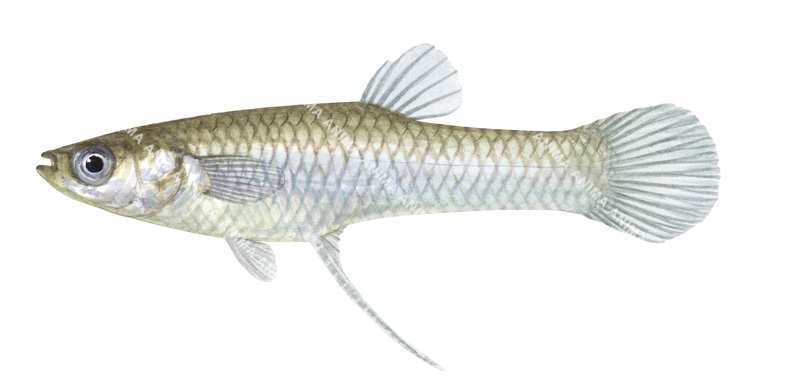 Male Mosquitofish,Gambusia holbrooki showing the fish in profile with a slender, elongated body.The illustration emphasizes naturalistic colouring and fine anatomical detail.