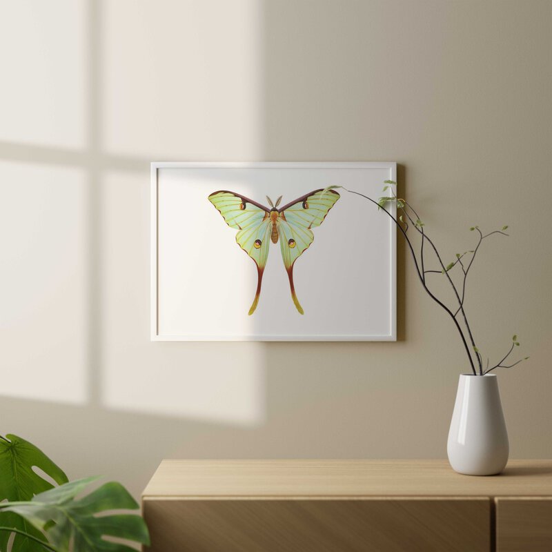 African Moon Moth-Print
