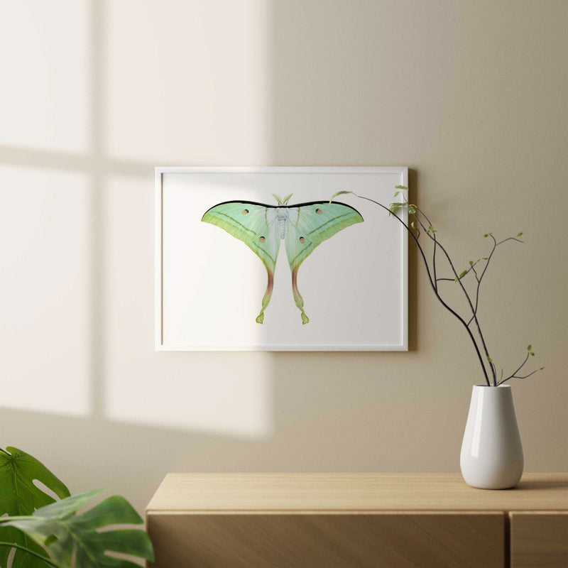 Indian Moon Moth-Print