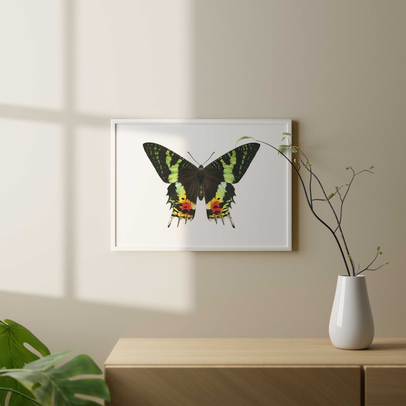 Framed Art print of the magnificent Madagascar Sunset Moth by Roger Swainston