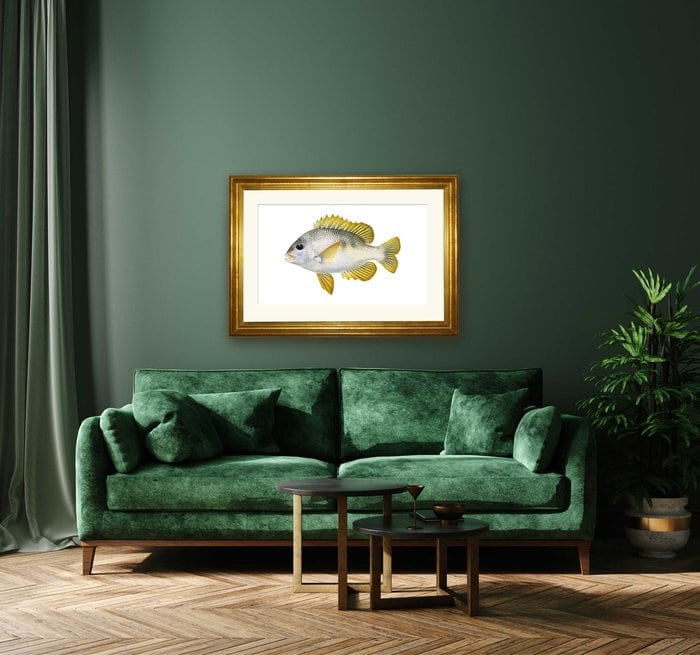 Fine Art print of the Mozambique Seabream by Roger Swainston
