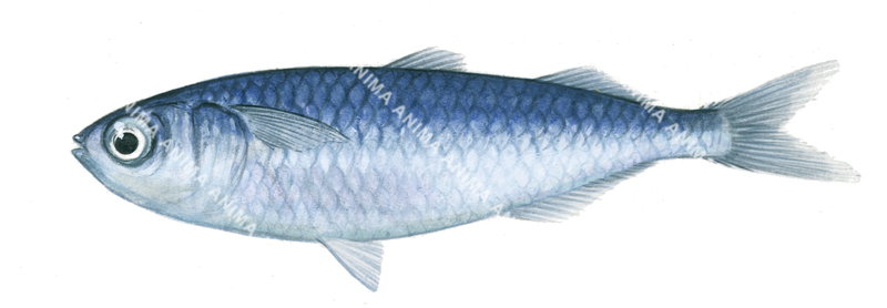 A detailed illustration of Mullet Hardyhead,Mugilops cyanellus shown in profile against a white background.