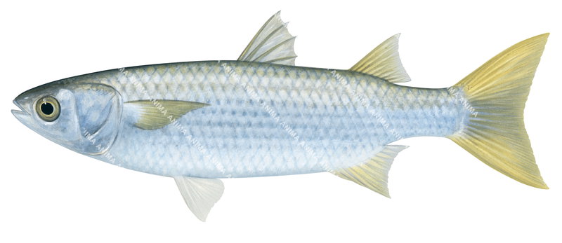 Accurate fish illustration of the Striped Mullet,Mugil cephalus rammelsbergii on white background , lateral view.