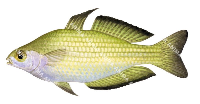 Fish illustration on white background of the Murray River Rainbowfish,Melanotaenia fluviatilis,lateral view, colourful.