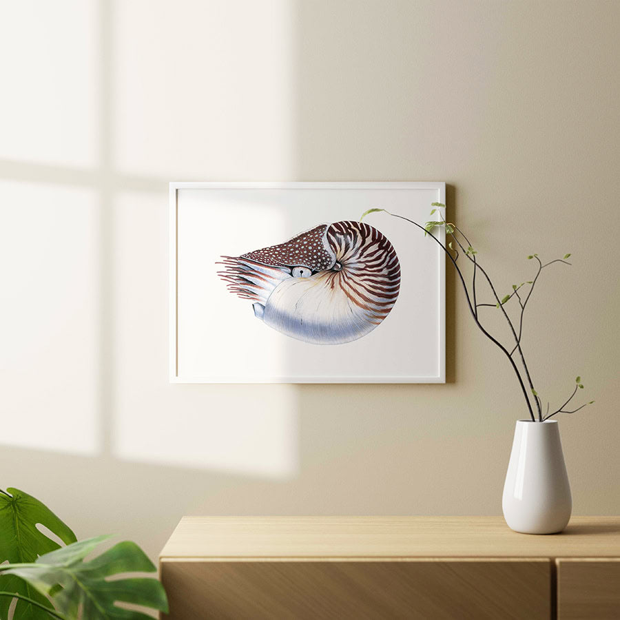 natural wall fine art print featuring the Nautilus, archival paper and pigment ink, made in Australia.
