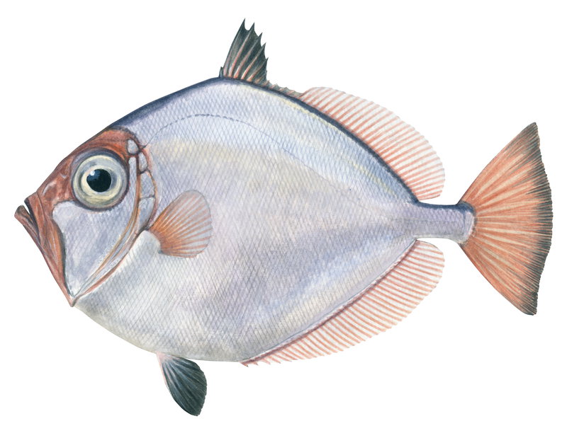 A realistic fish illustration of the New Zealand Dory, Cyttus novaezealandiae shown in profile against a white background with its oval to circular body, silvery colour with orange-pink fins.