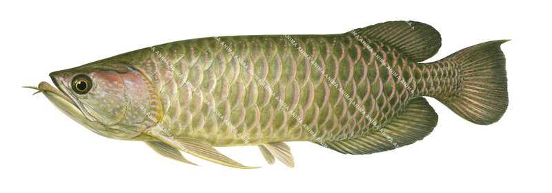 scientific fish illustration of the Northern Saratoga,Scleropages jardini