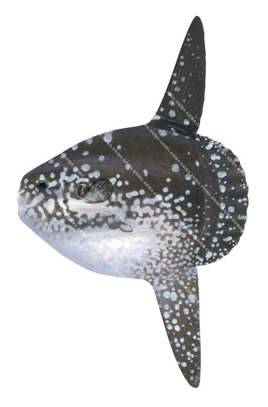 A close up illustration of a juvenile Ocean Sunfish, Mola mola, side view, white background, it has brown and white colouring.
