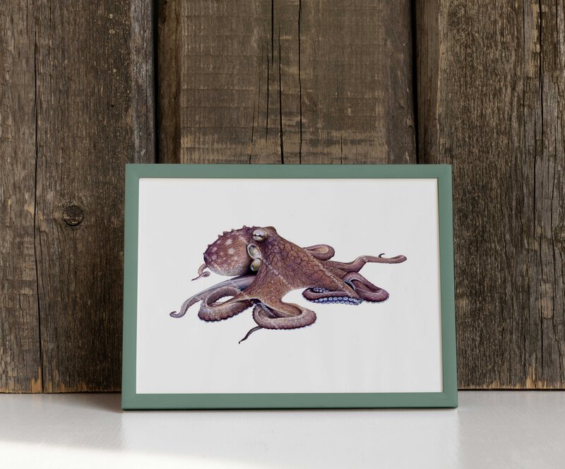 Framed Fine Art print of the Octopus signed by Roger Swainston