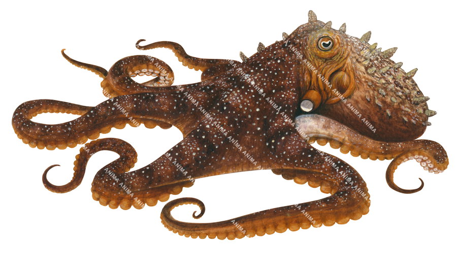 Art print of the Maori Octopus on white background, very realistic painting.