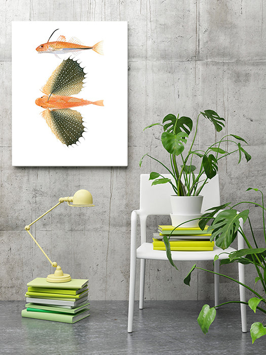 Top-quality framed print of the Onespine Flying Gurnard