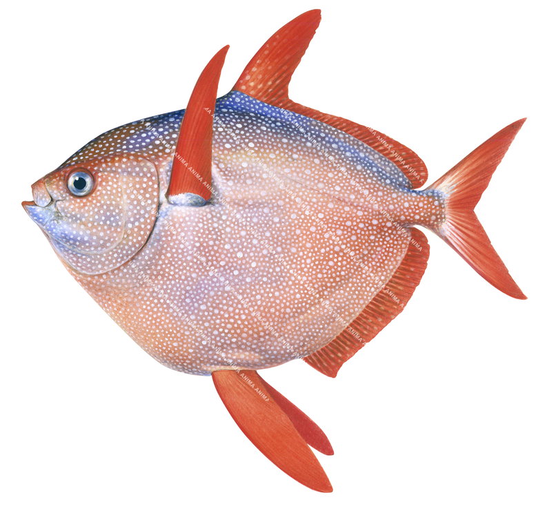 Scientific illustration of the amazing Opah,Lampris guttata. Its body is round with red fins, with white spots all over its body.