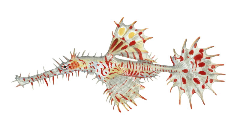 A scientific illustration of the Ornate Ghostpipefish, Solenostomus paradoxus shown in profile against a white background with its long tube-like snout with a tiny mouth at the tip.