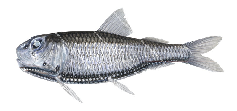 Scientific fish illustration of a Ovate Lightfish,Ichthyococcus ovatus. the Ovate Lightfish has a mainly greyish colouring on white background and lateral view.