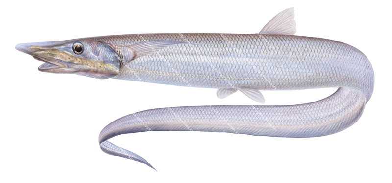 realistic illustration of the Oven's Halosaur,Halosaurus ovenii, side view, colourful.