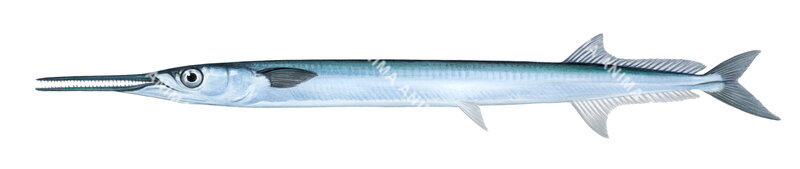 A close-up detailed illustration of a Pacific Longtom,Tylosurus acus pacificus.Its body is elongate with silvery colour and greenish-blue on the dorsal surface.