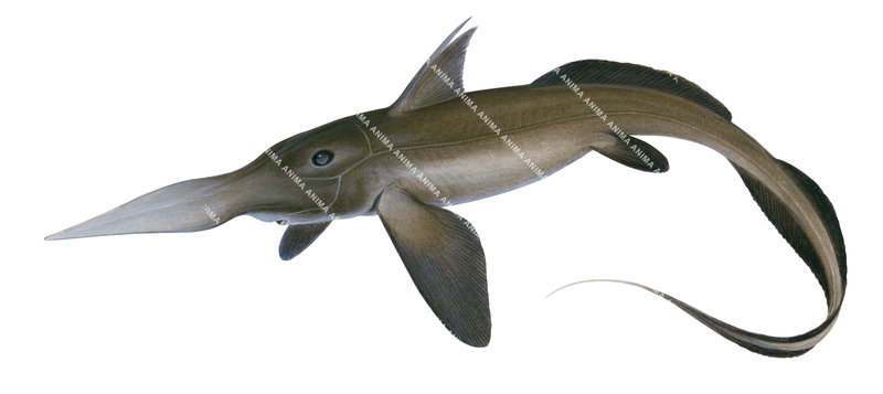Illustration of a pacific spookfish, a deep-sea fish with a pronounced, long, pointed snout, large pectoral fins, and a whip-like tail. The body is elongated and brownish-gray, with a dorsal fin positioned midway down the back.