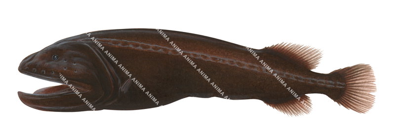 An accurate illustration of the Parr's Combtooth Whalefish, it has an enormous mouth that reaches to well behind the small eyes. It is brownish red colour.