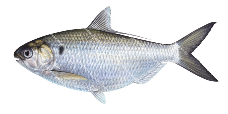 Perth Herring,Nematalosa vlaminghii on white background and clipping path, side view.