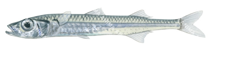 Illustration of a Pikehead Hardyhead,Kestratherina esox shown in profile against a white background.