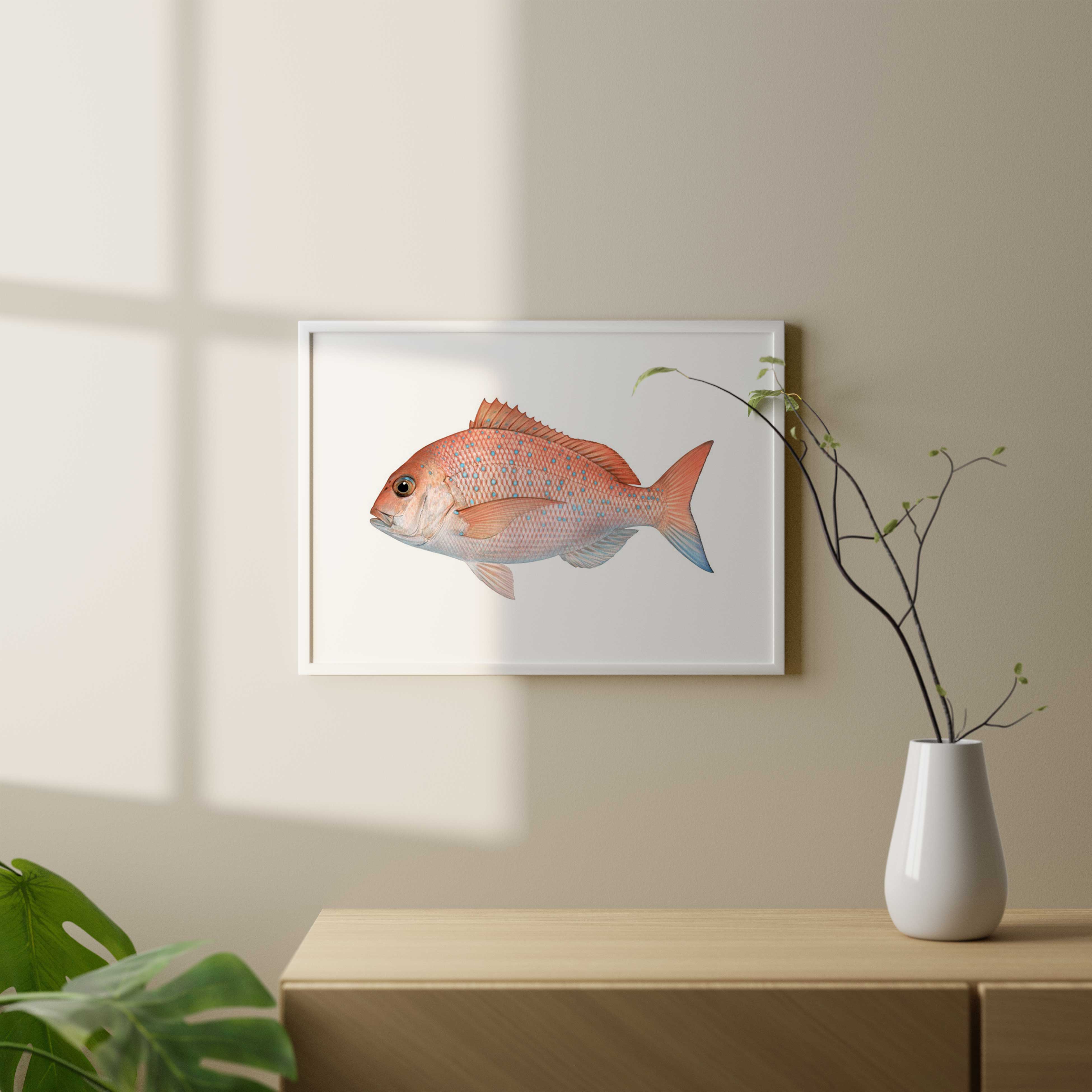 Stunning marine life Print of the Juvenile Pink Snapper