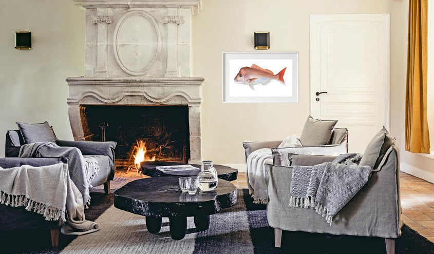 Framed Fine Art print of the Pink Snapper, marine art by Roger Swainston