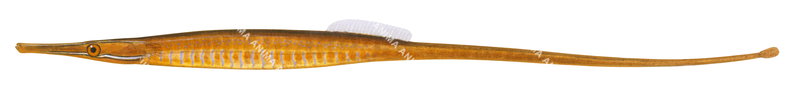 Scientific illustration of a Mollison's Pipefish,Mitotichthys mollisoni showing the fish in profile with a slender, elongated body mainly orange, yellow and white colouring.