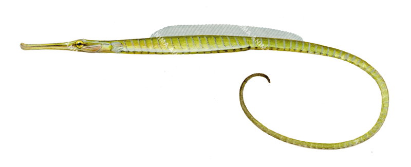 Scientific illustration of a Widebody Pipefish,Stigmatopora nigra on white background shown in profile against a white background