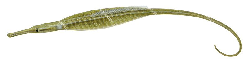 A close-up illustration of a Widebody Pipefish,Stigmatopora nigra on white background dorsal view, colourful.