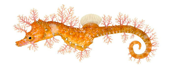 A detailed illustration of a Sydney's Pygmy Pipehorse, Idiotropiscis lumnitzeri with a curled tail, shown in profile against a white background mainly orange colour.