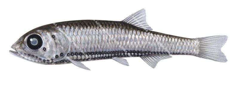 Fish illustration on white background of a Powers Lightfish,Vinciguerria poweriae, side view with greyish colouring.