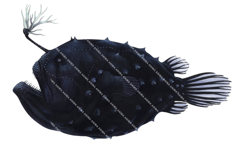 Scientific fish illustration of the Prickly Footballfish,Himantolophus appelii by roger swainston