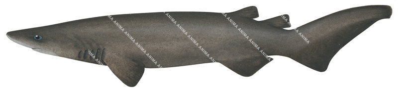 Illustration of the Prickly Shark,Echinorhinus cookei, side view on white background.