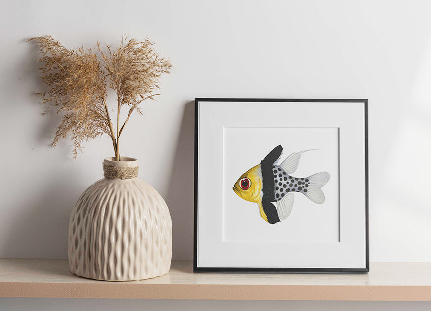 Framed Museum quality print of the Pyjama Cardinalfish