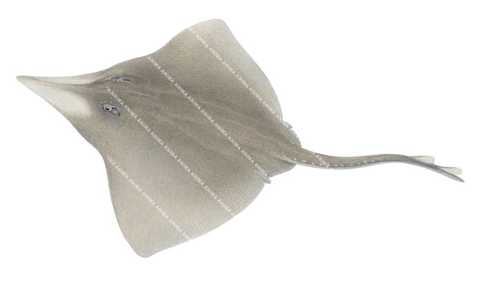 Illustration of the Queensland Deepwater Skate,Dipturus , queenslanidae, swimming position, dorsal view, white background.
