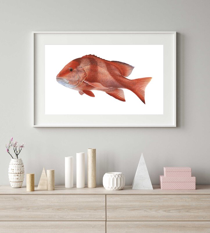 Framed Superb Fine Art print of the Swimming Red Emperor by Roger Swainston