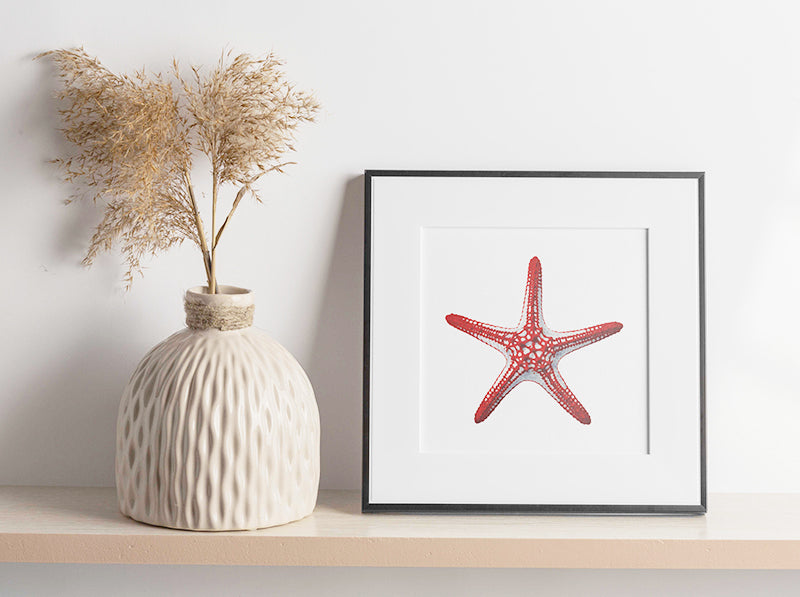 Majestic Fine Art print of the Knobby Red Seastar on Archival paper by Roger Swainston