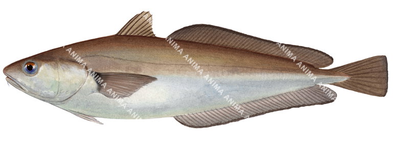 A fish illustration on white background of the Red Cod,Pseudophycis bachus,lateral view, colourful.
